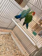 koppel roseicolli’s, Dieren en Toebehoren, Meerdere dieren, Dwergpapegaai of Agapornis