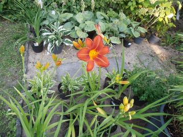 vaste planten beschikbaar voor biedingen
