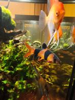 Vissen op te halen - Plaatsgebrek, Animaux & Accessoires, Poisson, Poisson d'eau douce, Banc de poissons