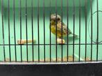 jonge gloster in consort en corona 2025, Dieren en Toebehoren, Vogels | Parkieten en Papegaaien, Meerdere dieren, Geringd