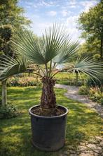 Palmboom - Brahea Armata op voorraad, Enlèvement, Palmier