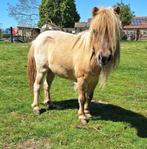 Shetlander, Dieren en Toebehoren, Merrie, Onbeleerd, Gechipt, 7 tot 10 jaar