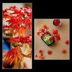 LEGO Botanicals | Japanse rode esdoorn | bonsai | Nieuw, Lego, -, Verzenden, Nieuw