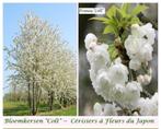 MEERSTAMMIGE JAP. BLOEM-KERSELAARS, Prunus 'Colt', 20€/stuk, Tuin en Terras, Ophalen, Overige soorten, Struik, 100 tot 250 cm