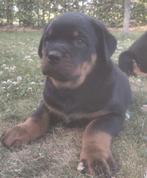 Rottweiler pups, Dieren en Toebehoren, Honden | Bulldogs, Pinschers en Molossers, België, Fokker | Hobbymatig, Reu, 8 tot 15 weken