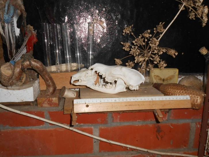 vos -en konijnenschedel combi, Verzamelen, Dierenverzamelingen, Zo goed als nieuw, Schedel, Wild dier, Ophalen of Verzenden