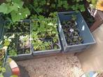 Tomatenplantjes, Ophalen