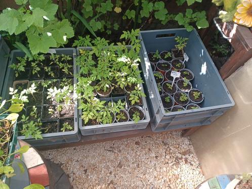 Tomatenplantjes, Tuin en Terras, Planten | Tuinplanten, Ophalen