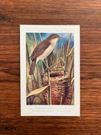 Vogels der Belgische Fauna Nr. 30 kleine rietzanger, Ophalen of Verzenden, 1940 tot 1960, Ongelopen, Vogel