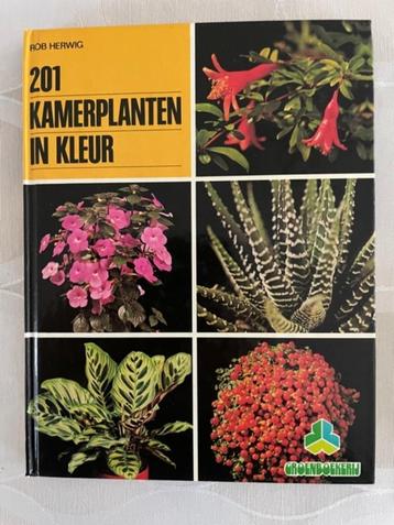 201 kamerplanten in kleur beschikbaar voor biedingen