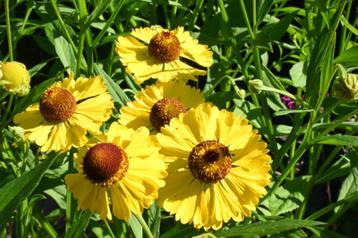 Helenium 'Julisonne' beschikbaar voor biedingen