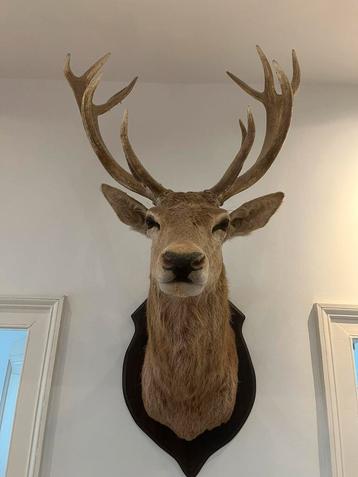 Prachtig Monumentaal Edelhert Taxidermie beschikbaar voor biedingen