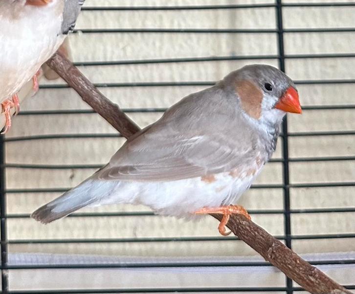 Mannetje zebravink bleekrug zwartborst, Dieren en Toebehoren, Vogels | Overige Vogels, Mannelijk