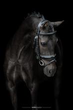 Knappe D-pony ruin, Dieren en Toebehoren, Pony's, Ruin, Onbeleerd, D pony (1.37m tot 1.48m), 3 tot 6 jaar