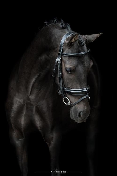 Knappe D-pony ruin, Dieren en Toebehoren, Pony's, Ruin, Onbeleerd, D pony (1.37m tot 1.48m), 3 tot 6 jaar