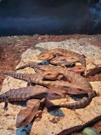 Australische Blauwtongskink - Tiliqua Scincoides Intermedia, Dieren en Toebehoren, Hagedis, Tam, 0 tot 2 jaar