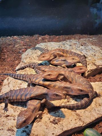 Australische Blauwtongskink - Tiliqua Scincoides Intermedia beschikbaar voor biedingen