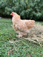 Cochin krieltjes 3m oud, Dieren en Toebehoren, Pluimvee, Meerdere dieren, Kip