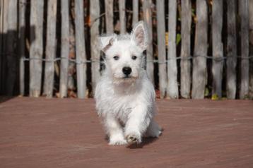 West Highland white terriër pups (westie pups) beschikbaar voor biedingen