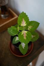Coleus, plante d'interieur (prix par bouture), Ombre partielle, Plante verte, Enlèvement, Moins de 100 cm