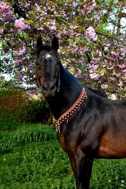 Prachtige hengsten ter dekking!, Dieren en Toebehoren, Paarden en Pony's | Dekhengsten en Fokmerries, Hengst