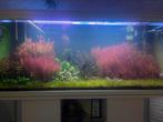 Antwerpen, Dieren en Toebehoren, Ophalen of Verzenden, Zo goed als nieuw, Gevuld zoetwateraquarium
