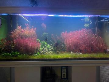Antwerpen, Enlèvement ou Envoi, Comme neuf, Aquarium d'eau douce rempli
