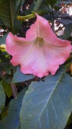 Brugmansia planten stekken in pot, Tuin en Terras, Ophalen of Verzenden