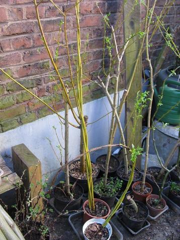 Saule à écorce jaune beschikbaar voor biedingen
