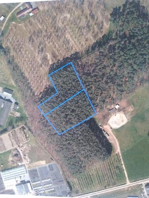 Bosgrond Schaffen Diest bos 1.17.30 ha nog nooit gekapt !, Immo, Gronden en Bouwgronden