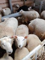 Oooi en ramlammeren, Dieren en Toebehoren, Schapen, Geiten en Varkens, Meerdere dieren, Schaap, 0 tot 2 jaar