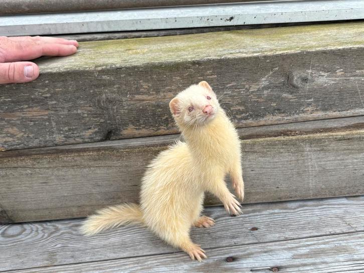 Jonge vrouwelijke albinoferret, Dieren en Toebehoren, Knaagdieren, Vrouwelijk, Fret, Juni, Tam