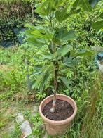 Vijgenboom, Tuin en Terras, Planten | Bomen, 100 tot 250 cm, Zomer, Ophalen, Volle zon