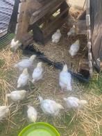 Vlees kuikens/kippen, Meerdere dieren, Kip