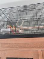 Tekoop  pyrrhura  2 voor 100 euro   is gratis  kooi erbij