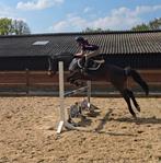 Spring pony. D maat. Lerares. 1.45m. New forest