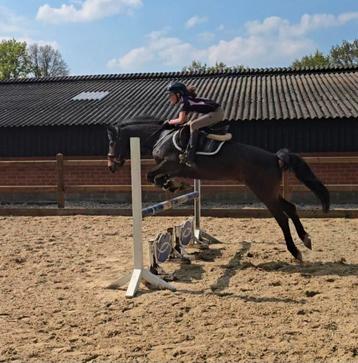 Spring pony. D maat. Lerares. 1.45m. New forest, Dieren en Toebehoren