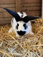 Mooie jongen reuze Lotharingen ram, Animaux & Accessoires, Lapins