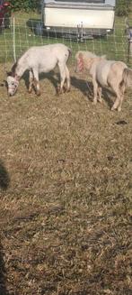 deux poulain a vendre, Dieren en Toebehoren, Paarden, Minder dan 160 cm, Niet van toepassing, 0 tot 2 jaar, Hengst