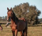 3 jaars ruin, Dieren en Toebehoren, Springpaard, Gechipt, Ruin, 3 tot 6 jaar