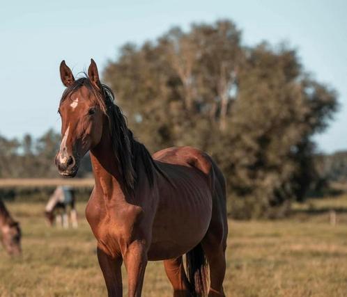 3 jaars ruin, Dieren en Toebehoren, Paarden, Ruin, Onbeleerd, 160 tot 165 cm, 3 tot 6 jaar, Springpaard, Met stamboom, Gechipt