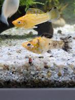 Molly visjes, Dieren en Toebehoren, Vissen | Aquariumvissen, Vis, Zoetwatervis, Schoolvis