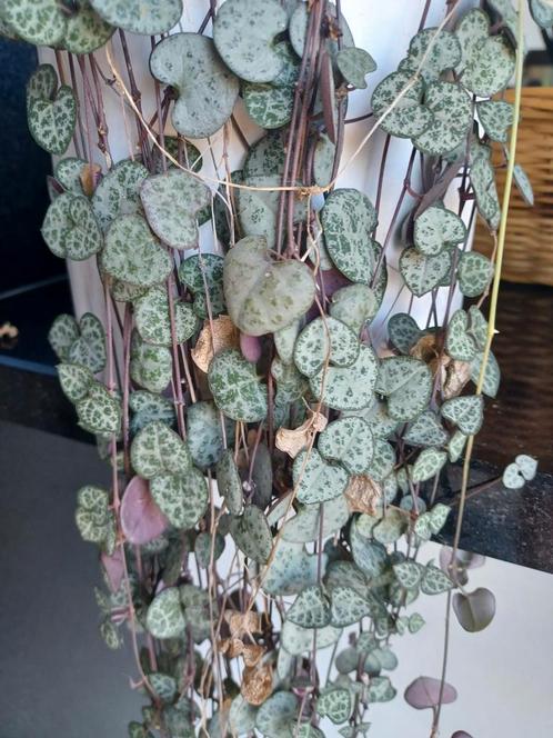 Hangplant chinees lantaarnplant, Huis en Inrichting, Kamerplanten, Ophalen of Verzenden