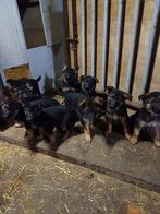 Duitse herder pups, Animaux & Accessoires, Chiens | Bergers & Bouviers, Parvovirose, Berger, Plusieurs, Belgique