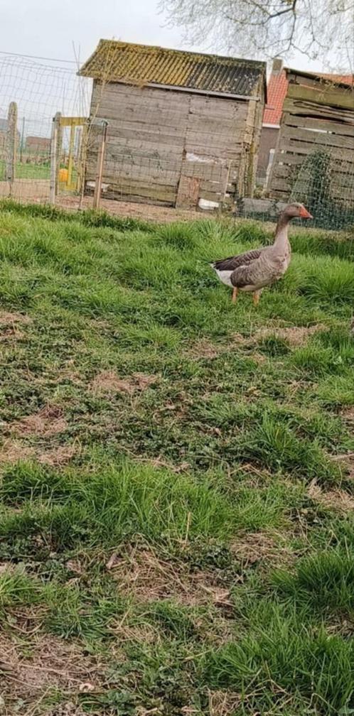 Gezocht een vrouwelijke lieve gans, Dieren en Toebehoren, Pluimvee
