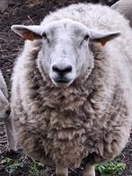 Gratis schapenwol, Enlèvement