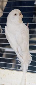 Witte grasparkiet pop, Dieren en Toebehoren, Vogels | Duiven