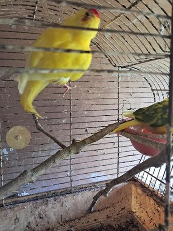 2 kakaraki's , eventueel met kooi beschikbaar voor biedingen