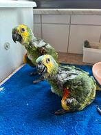 Geelschouder blauw voorhoofd amazones, Dieren en Toebehoren, Vogels | Parkieten en Papegaaien, Meerdere dieren, Papegaai, Geringd