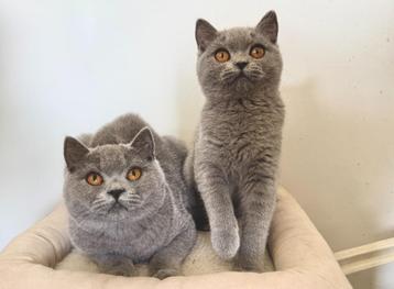 Britse korthaar blauw kittens met stamboom mogen verhuizen beschikbaar voor biedingen
